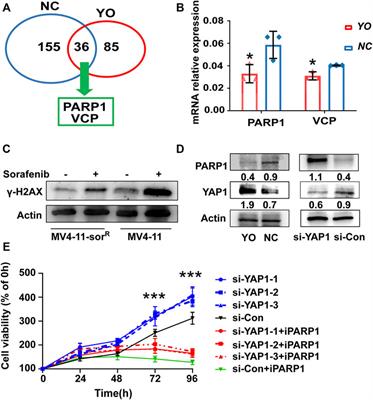 Deacetylation of YAP1 Promotes the Resistance to Chemo- and Targeted Therapy in FLT3-ITD+ AML Cells